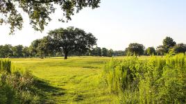 City Park Golf Course, New Orleans, LA