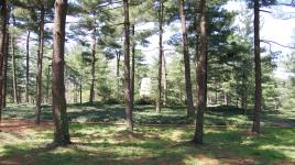 Lyndon Baines Johnson Memorial Grove, Washington, DC