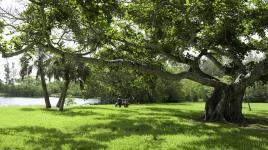 Matheson Hammock Park, Coral Gables, FL