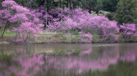 Morton Arboretum, Lisle, IL 