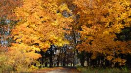 Morton Arboretum, Lisle, IL