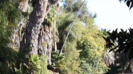 Los Angeles County Arboretum and Botanic Garden, Arcadia, CA