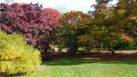 Arnold Arboretum