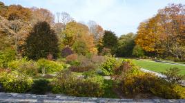 Arnold Arboretum