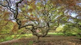 Cylburn Arboretum, Baltimore, MD