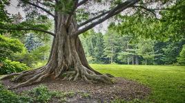 Cylburn Arboretum, Baltimore, MD