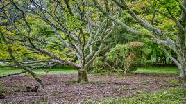 Cylburn Arboretum, Baltimore, MD