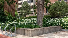 Scholars Walk - University of Minnesota, Minneapolis, MN