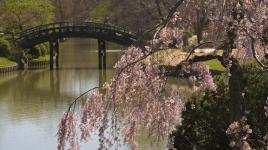 Japanese Garden, Missouri Botanical Garden