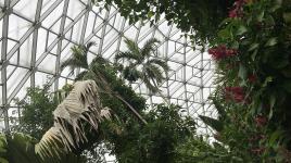 Climatron, St. Louis, MO