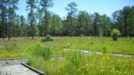 The Crosby Arboretum, Mississippi State University, Picayune, MS