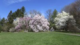 Marquand Park, Princeton, NJ