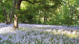 Brooklyn Botanic Garden, New York City