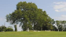 Barton Heights Cemeteries, Richmond, VA