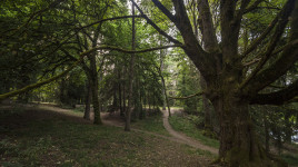 Woodland Park