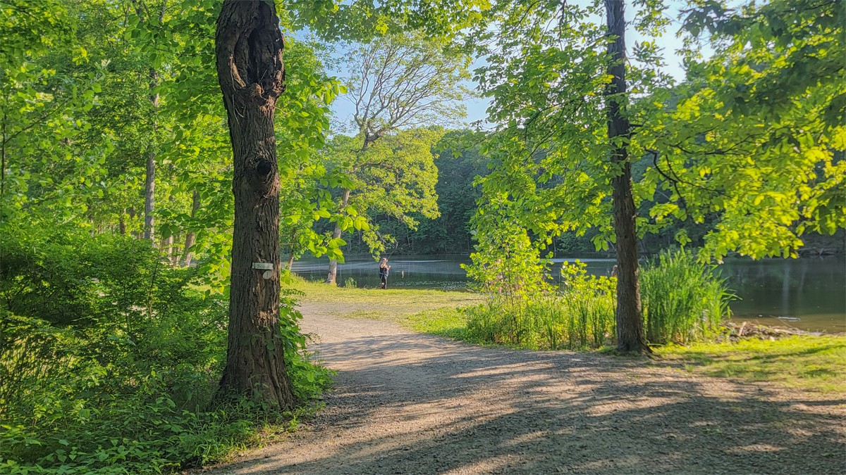 Ferncliff Forest TCLF