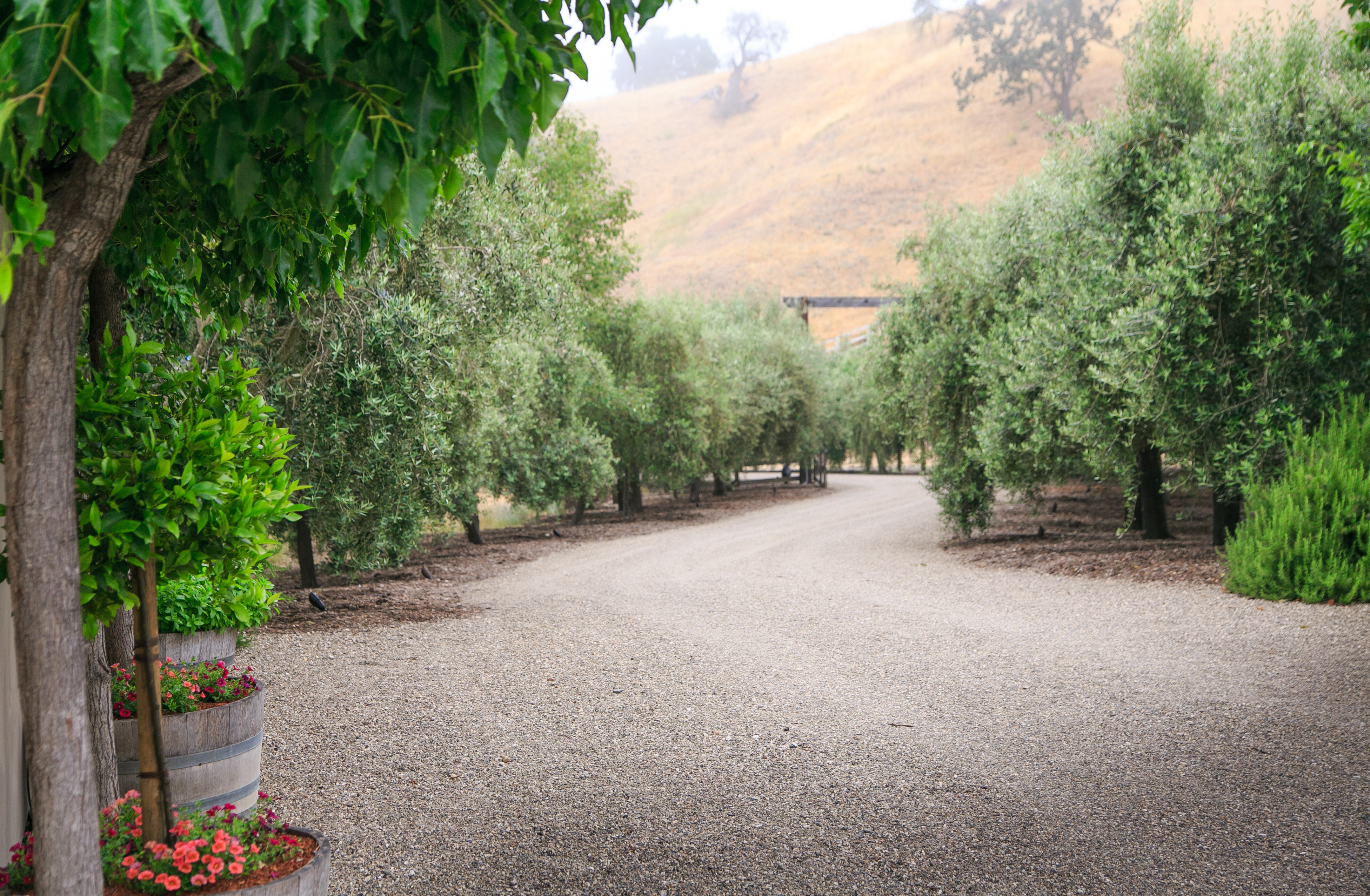 Valley Oak Ranch Olive Groves, Santa Ynez, CA