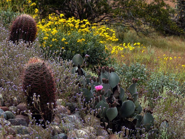  Desert Cactus University of Missouri Saint Louis