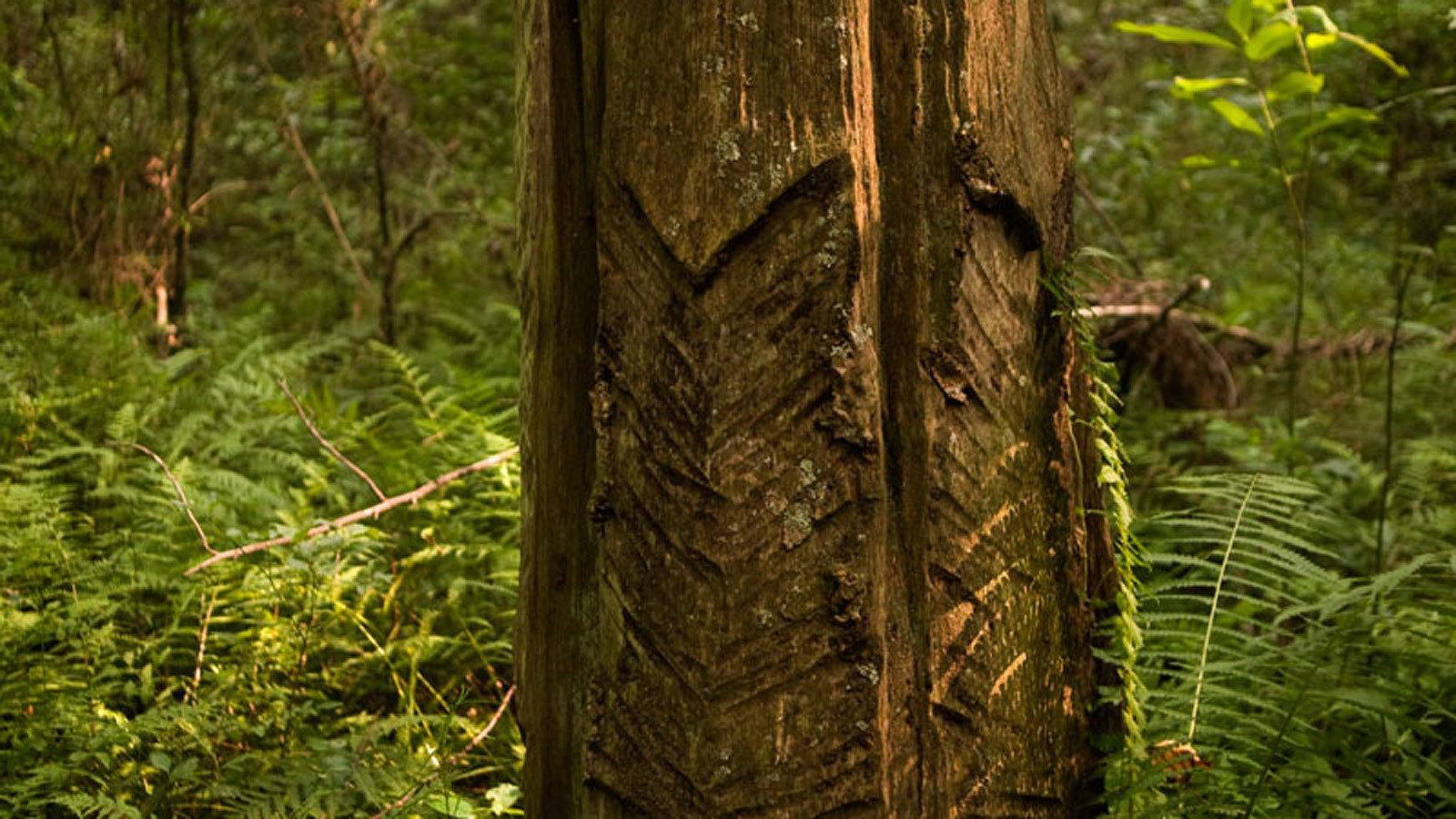 A "boxed" longleaf pine, Southern Pines, NC