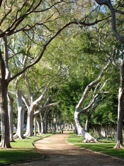 Cornell-beverly-gardens-LarkinO.jpg Beverly Gardens