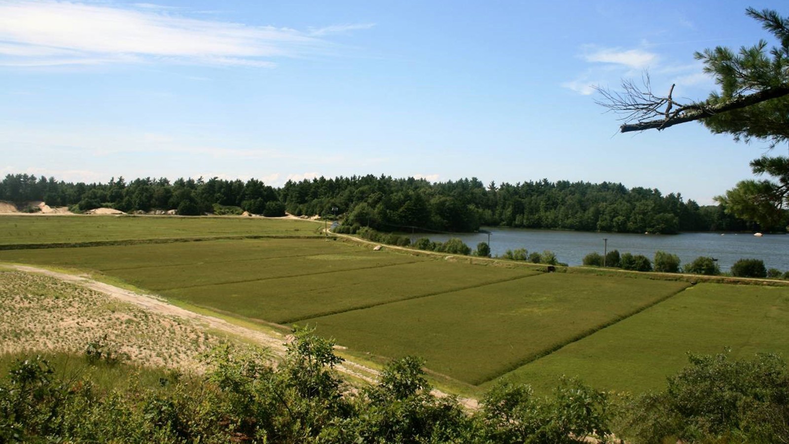  A scenic cranberry bog, a common site along the byways of southeastern Massachusetts. The sand on the periphery of the bog makes this an excellent site for producing one of America's only commercial native fruits - Photo courtesy Duncan Hilchey