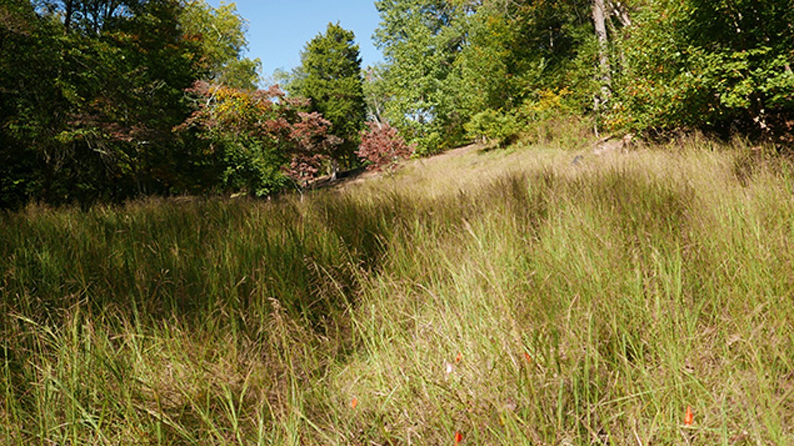 Restored meadow at Dumbarton Oaks Park