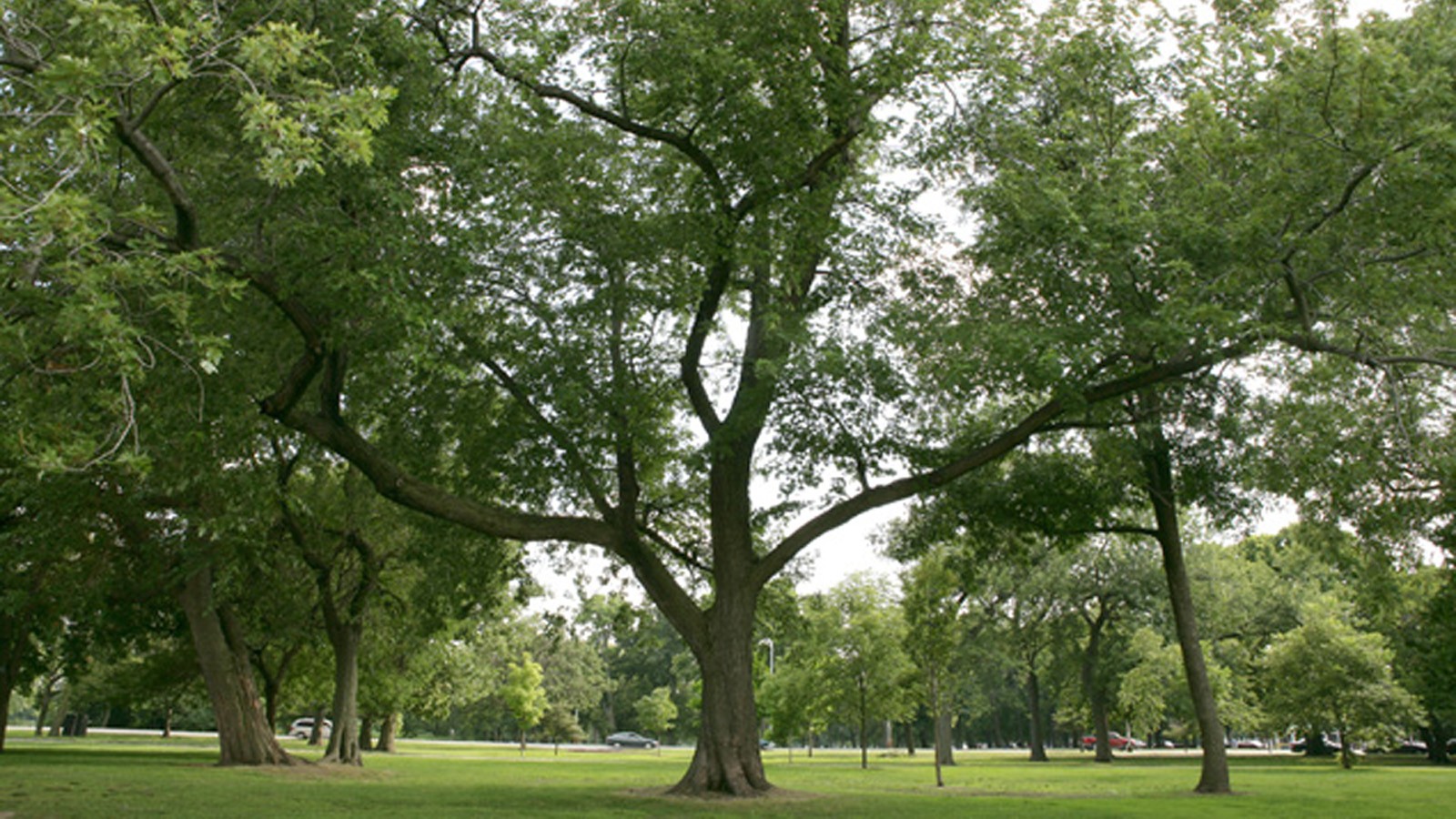 IL_Chicago_WashingtonPark_feature_LucasBlair_01.jpg Washington Park