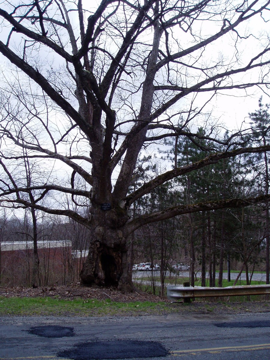 South Hadley’s Independence Tree, 2009