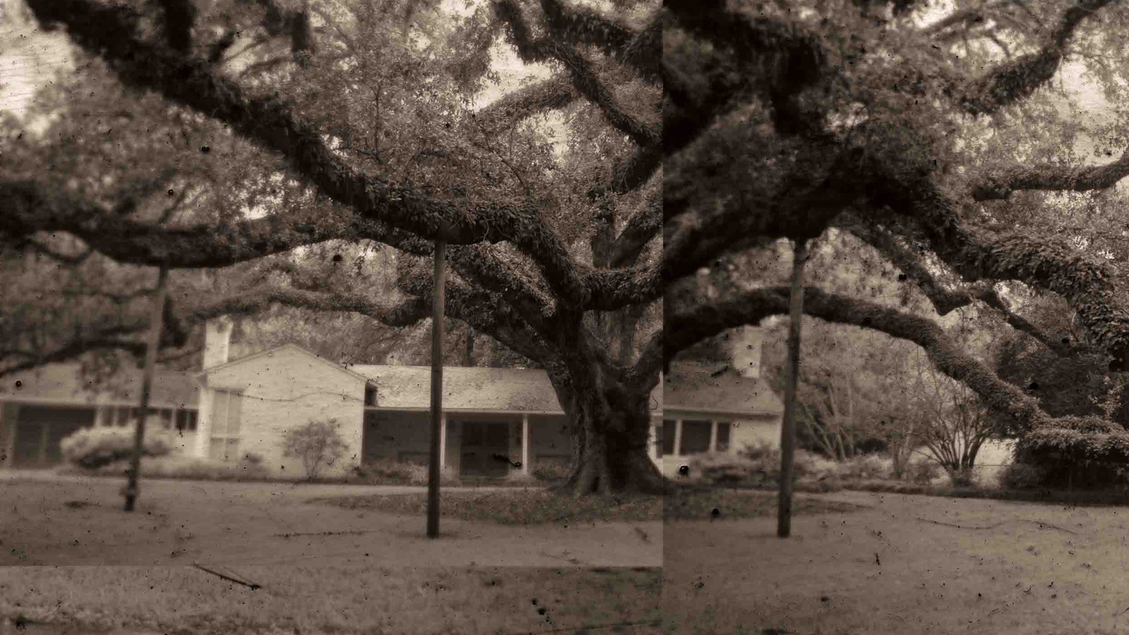 Southern Live Oak, Baton Rouge, LA