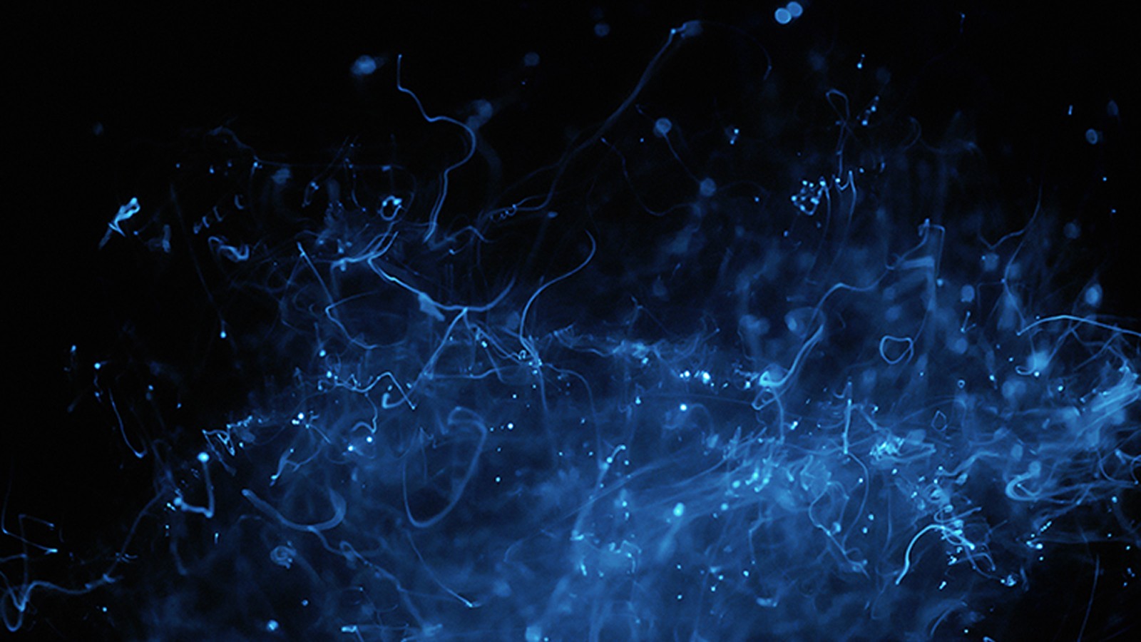LivingLight_Feature_05_CourtesyErikaBlumenfeld_2011.jpg This photograph titled Living Light No. 4 (Pyrocystis Fusiformis), 2011 is from Blumenfeld's series documenting bioluminescent marine phytoplankton - Photo courtesy Erika Blumenfeld