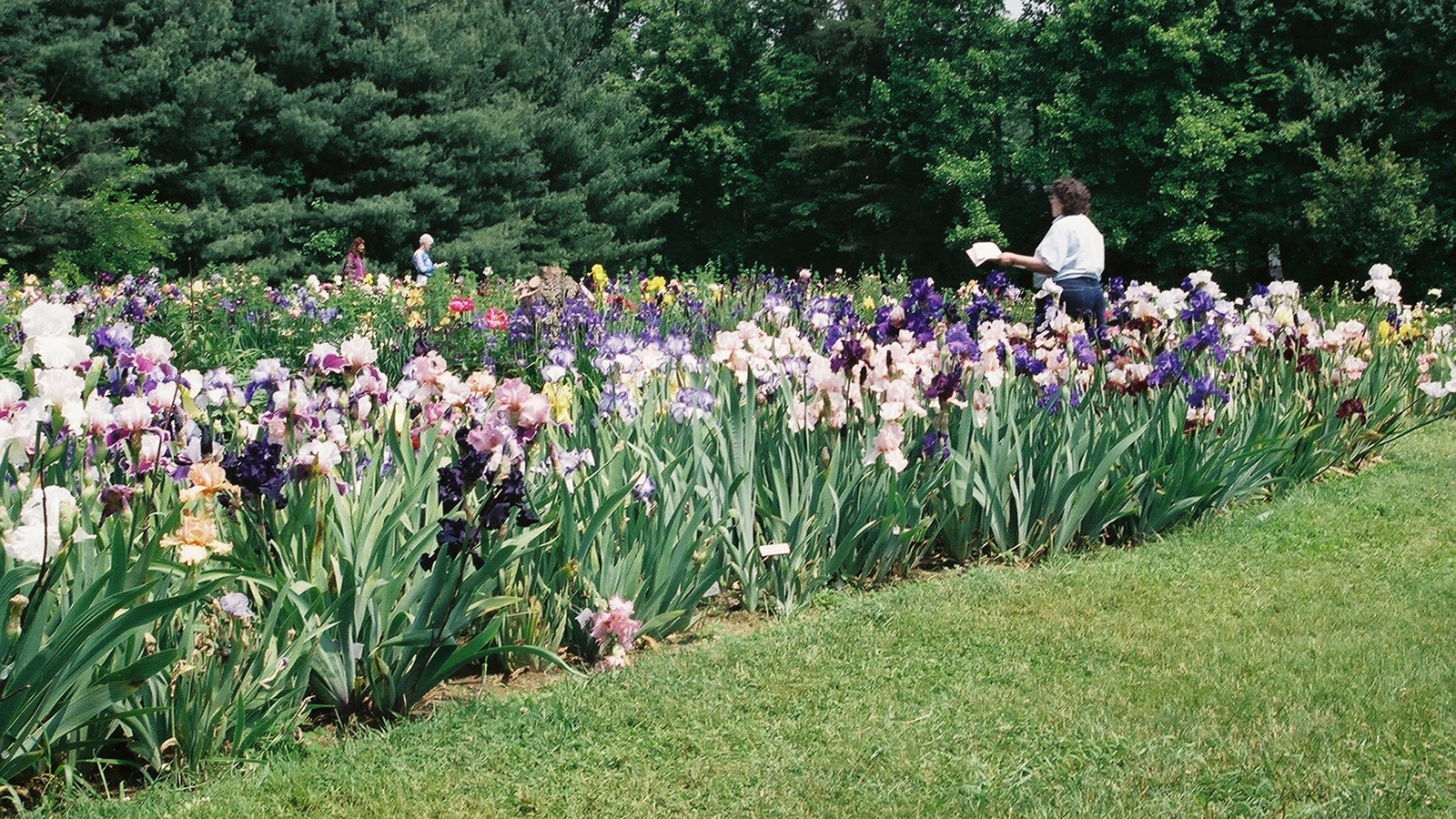 Margaret Thomas' Garden, Herndon, VA