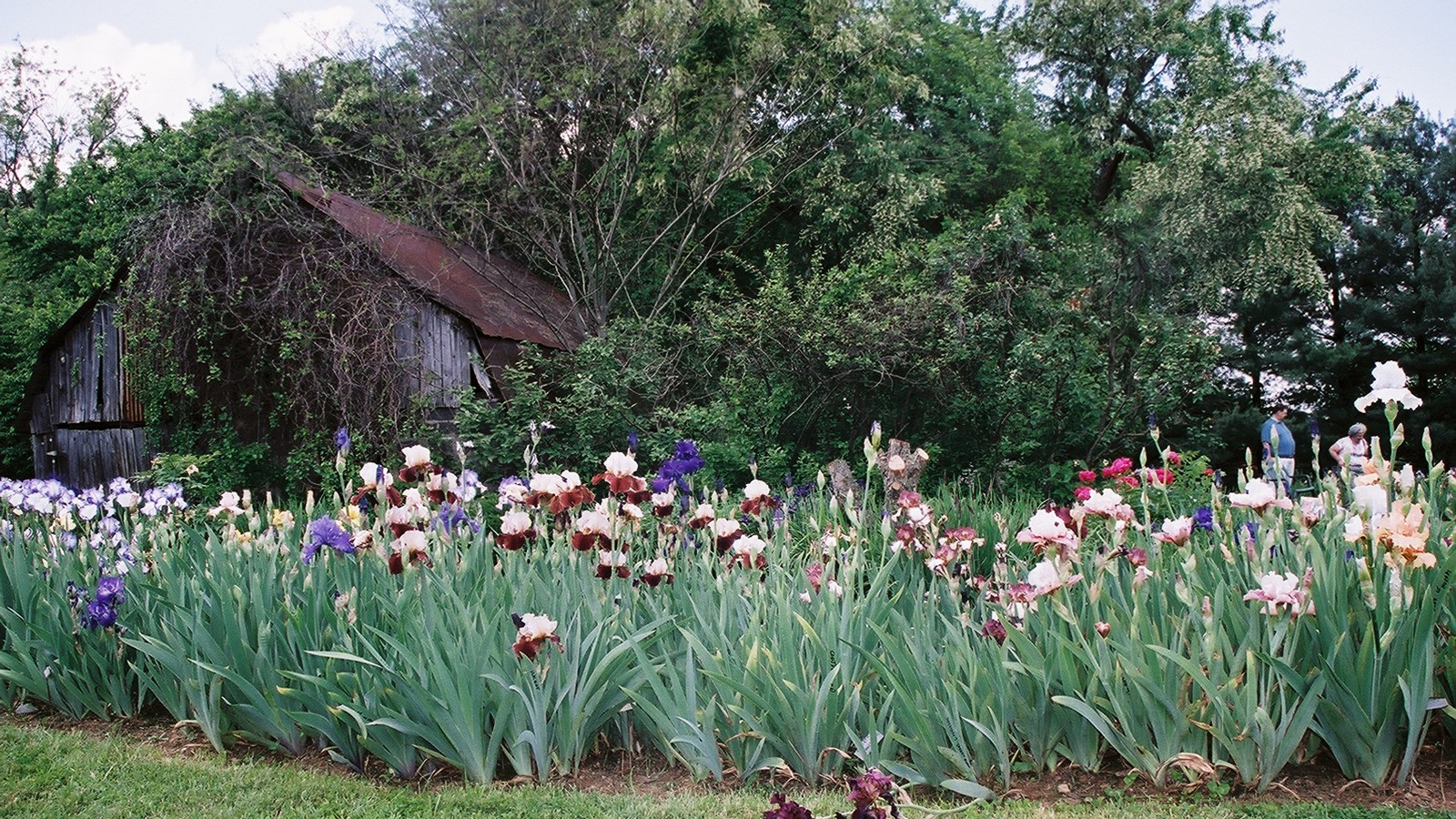 Margaret Thomas' Garden, Herndon, VA