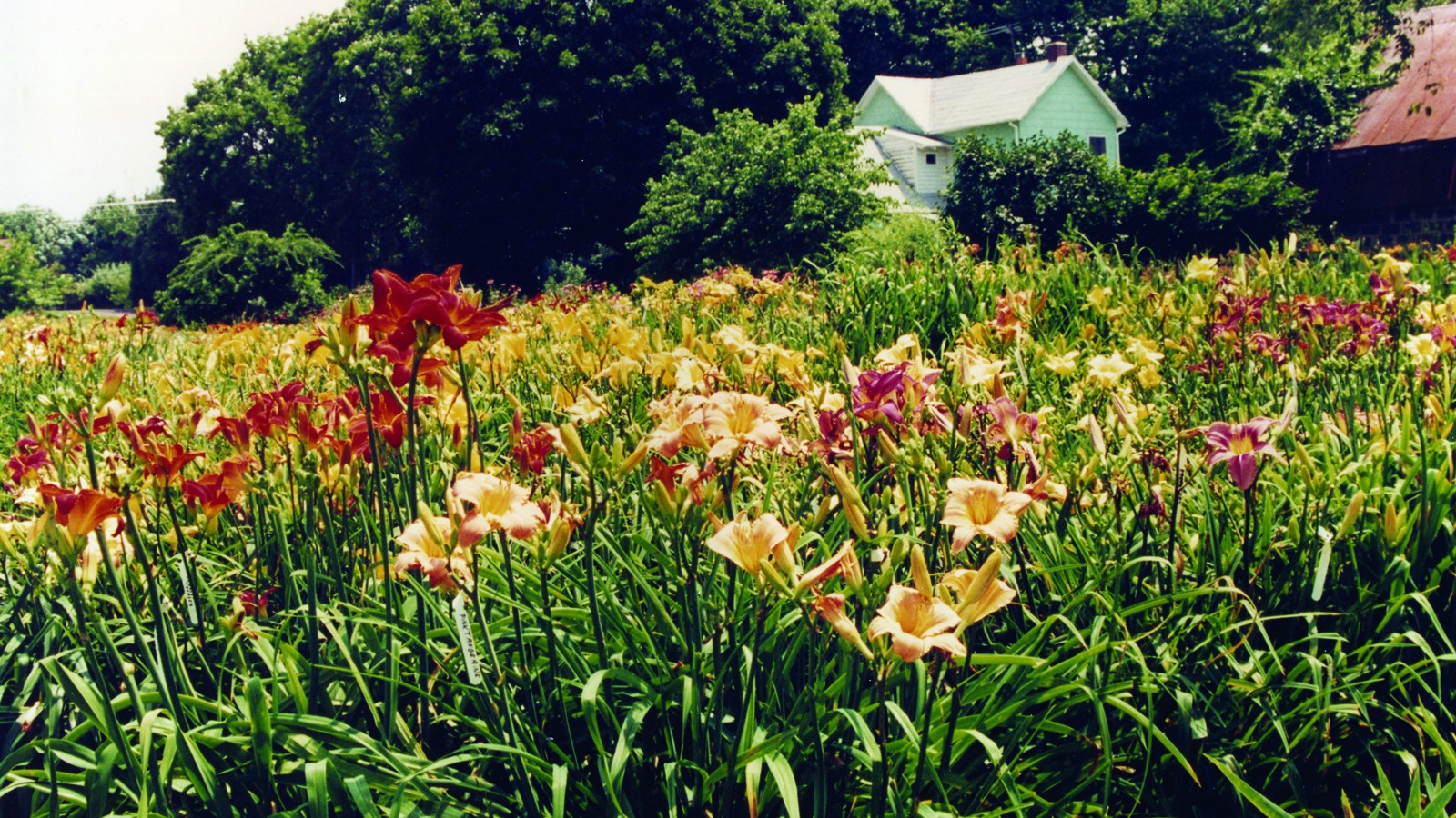 Margaret Thomas' Garden, Herndon, VA