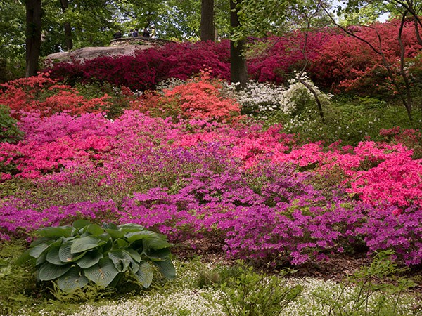 New York Botanical Garden | TCLF