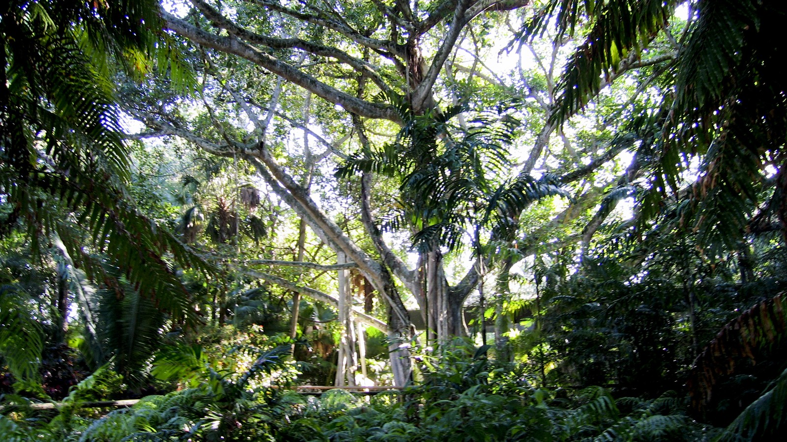 PalmCottageGarden_feature_2005_01.jpg