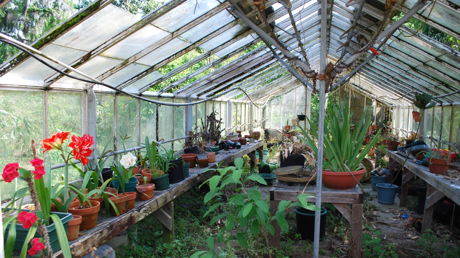 PalmCottageGardens_feature_2010_01.jpg