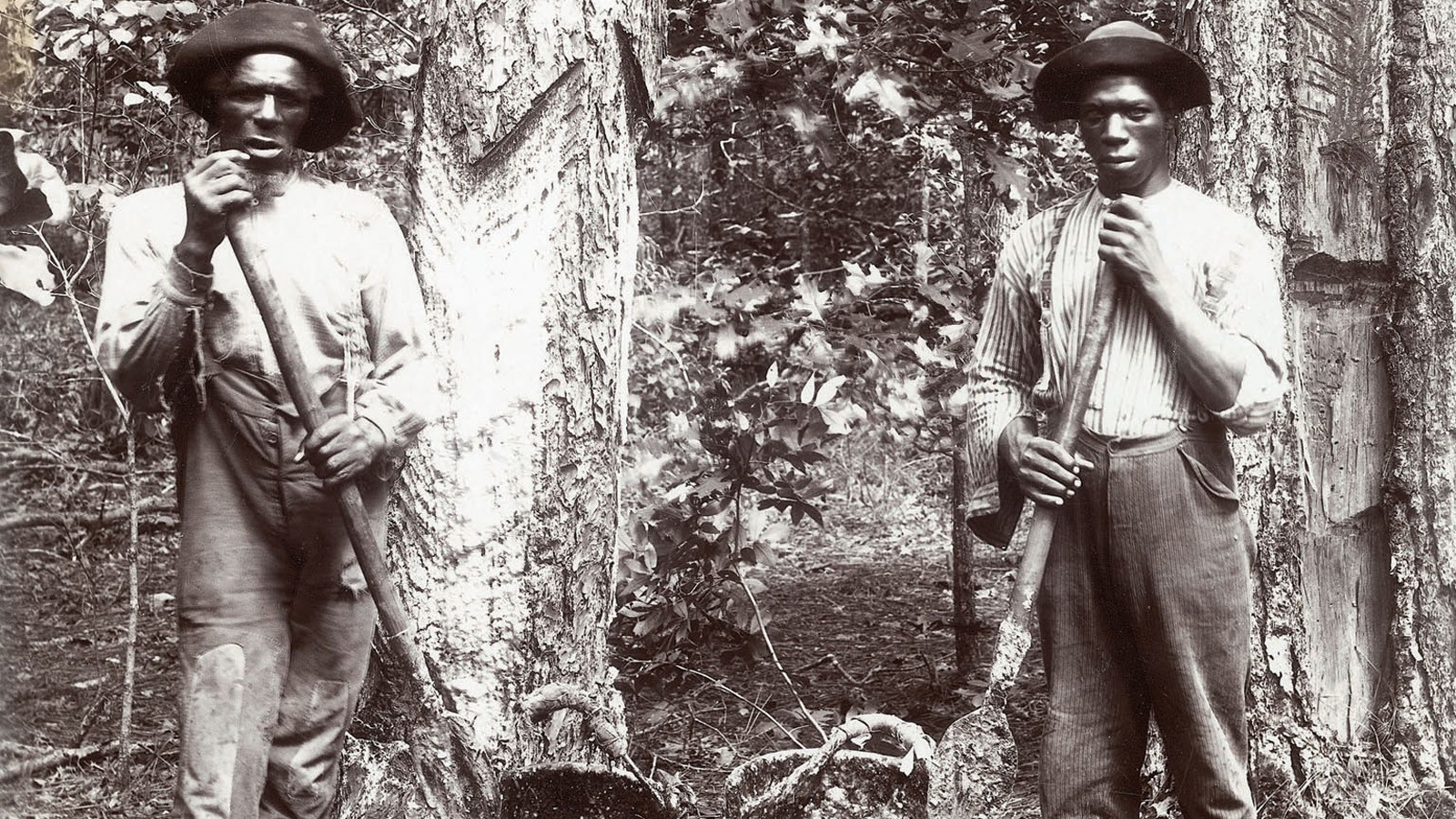 Pine resin harvesting, circa 1890s