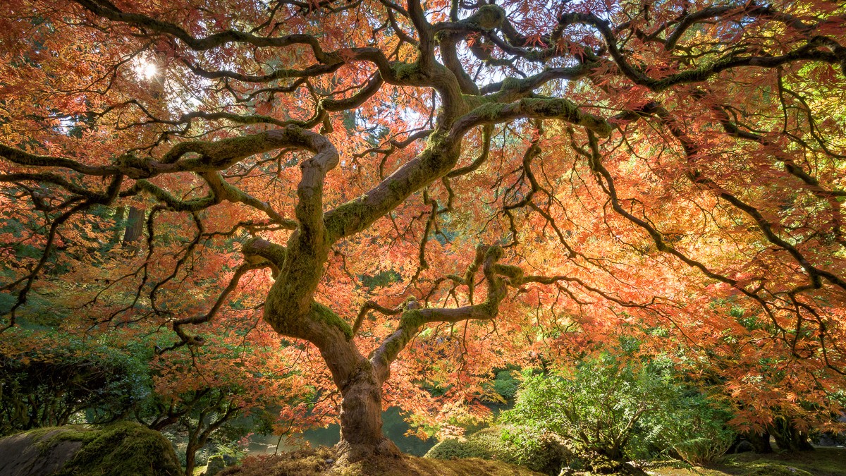 Portland Japanese Garden, Oregon