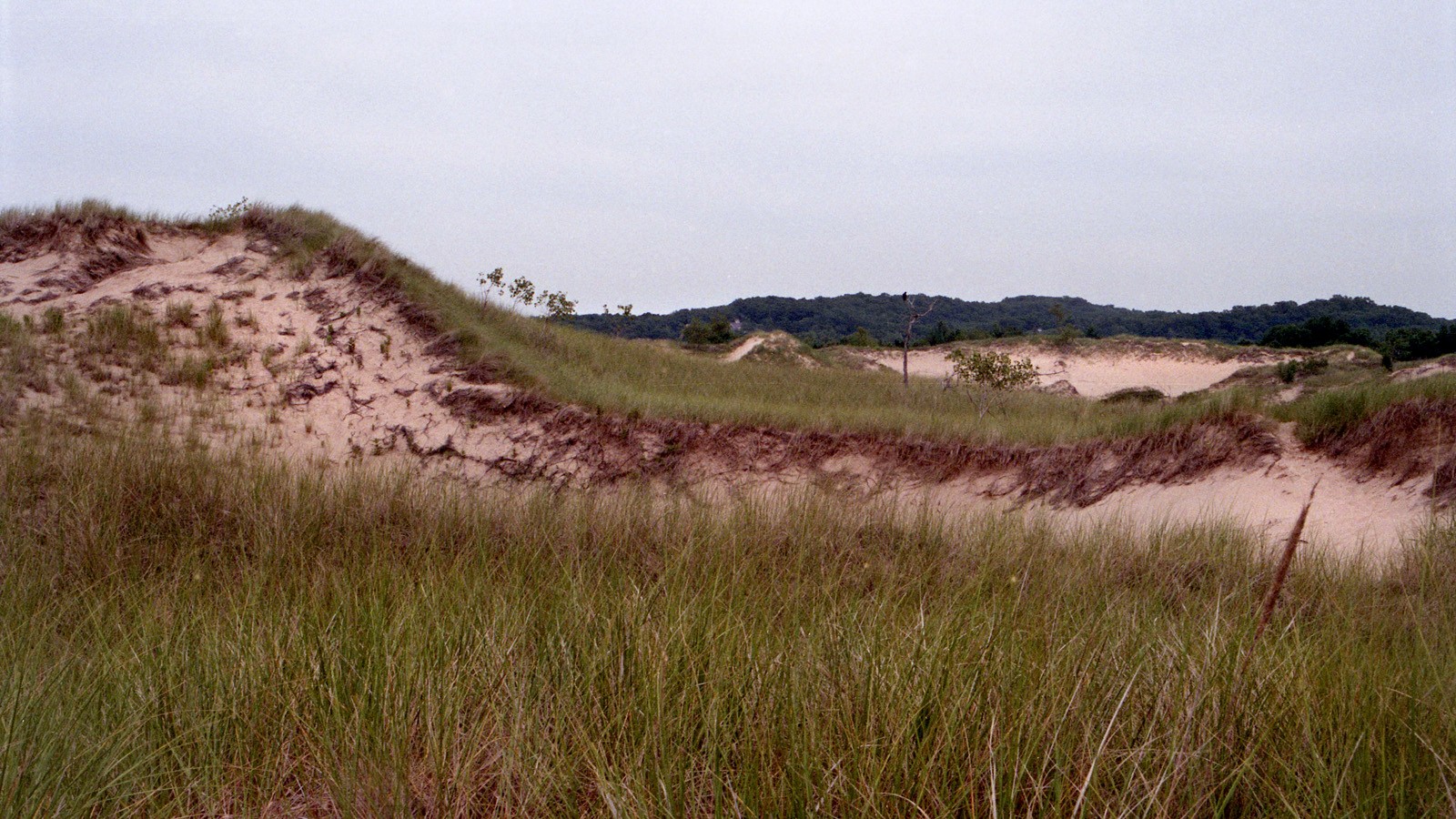 Saugatuck Dunes, Holland, MI