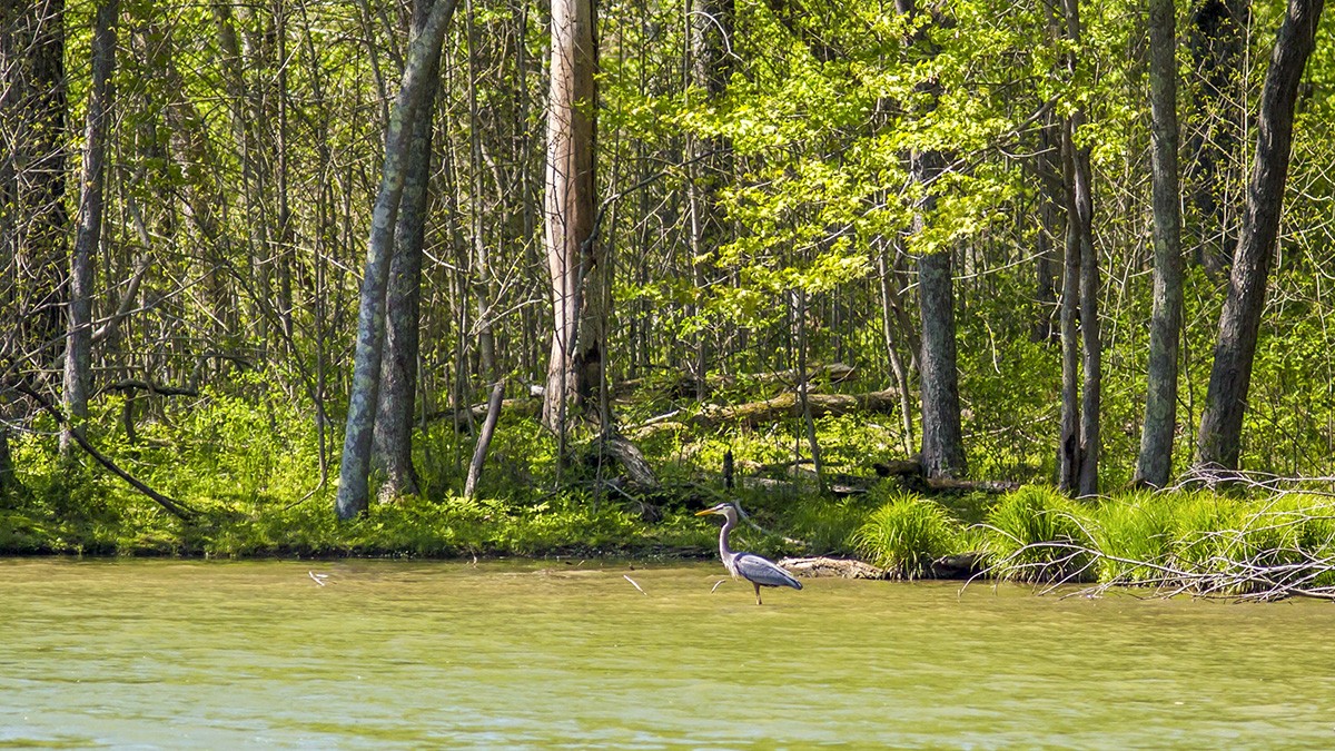 Radnor Lake State Park