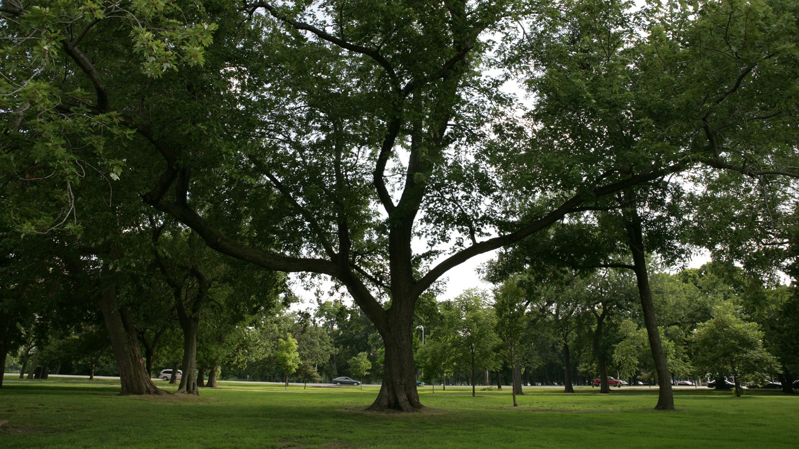 Washington Park, Chicago, IL