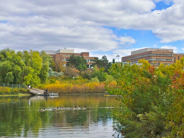 images york university