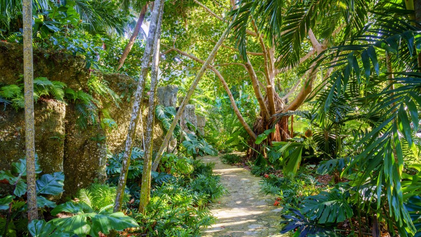 Path leading through green foliage. 