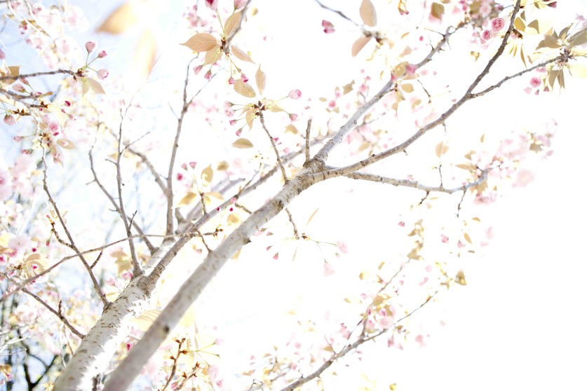 Japanese Flowering Cherry Trees, Essex County Branch Brook Park, Newark, NJ