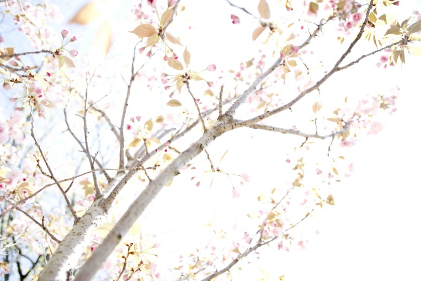 Japanese Flowering Cherry Trees, Essex County Branch Brook Park, Newark, NJ