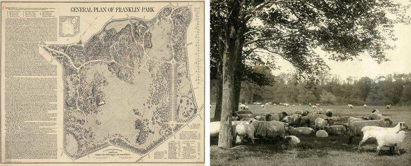 Plan of Franklin Park, Boston, MA (left) and photo of sheep in Franklin Park ca. 1903