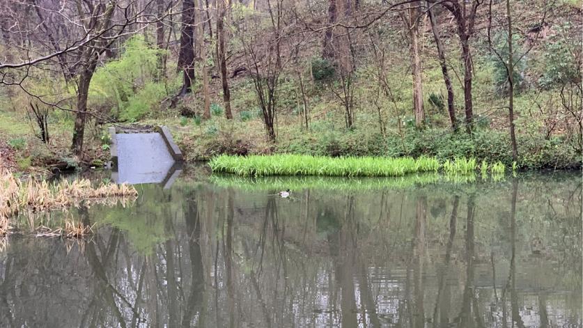 BellevuePark_UpperPondInEarlyApril_courtesyBrendaBarrett_2020_01_Sig.jpg Upper pond in early April, Bellevue Park, PA