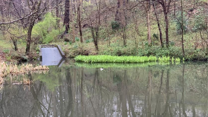 Upper pond in early April, Bellevue Park, PA