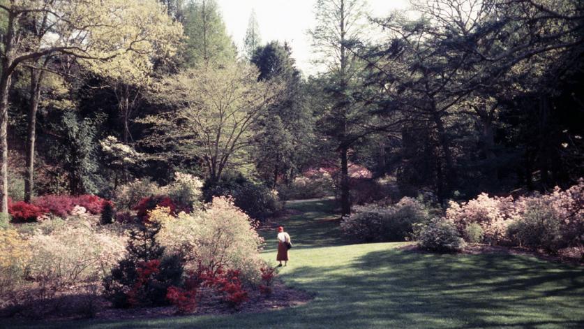 Biltmore_09_CharlesABirnbaum.jpg The Dell at the Biltmore Estate includes Chauncey Beadle's rhododendrons and azaleas