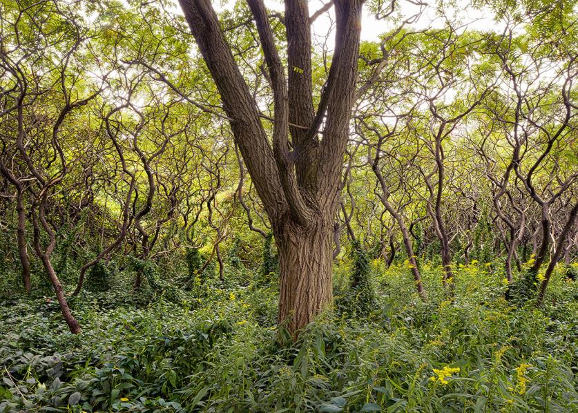 Black Locust among Sumacs from the  book "An Enduring Wilderness: Toronto’s Natural Parklands", featured in TCLF's 2017 Silent Auction